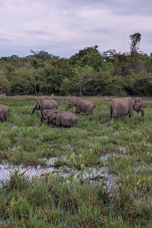 From Galle/ Mirissa/ Tangalle : Udawalawa Safari & Drop Ella - What the $46 price does and does not cover