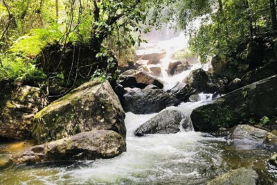 From Galle/Weligama/Mirissa/Matara: Day Trip to Sinharaja