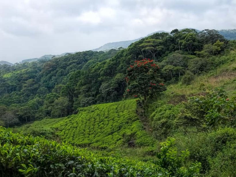 From Galle/Weligama/Mirissa/Matara: Day Trip to Sinharaja - Who Will Enjoy This Most?