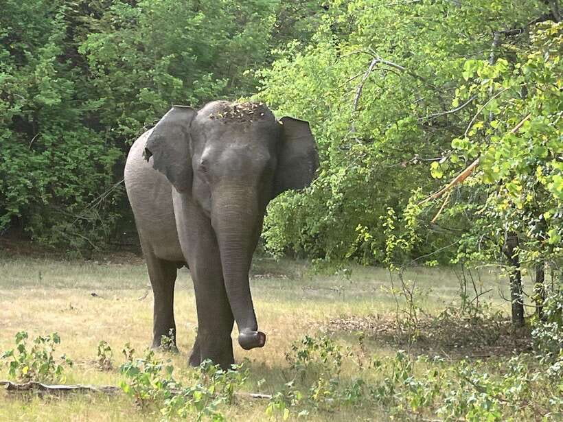 From Hambantota Port: Yala National Park Private Safari - Key points to know before booking