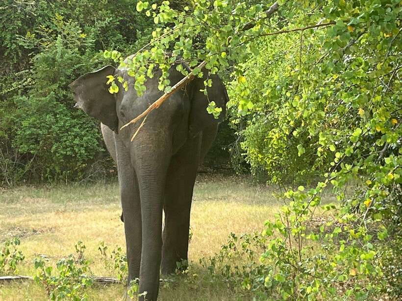 From Hambantota Port: Yala National Park Private Safari - Meeting your driver at Hambantota Port Gate 02