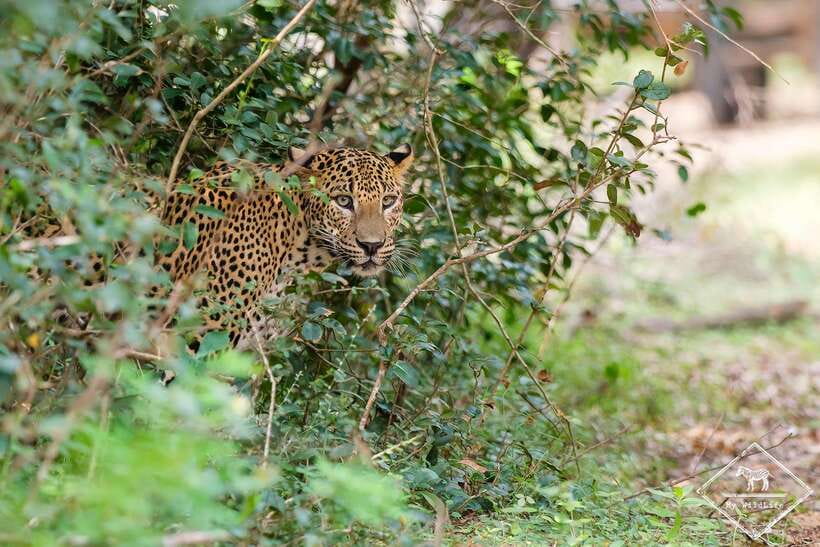 From Hambantota Port: Yala National Park Private Safari - Entering Yala National Park with a private vehicle