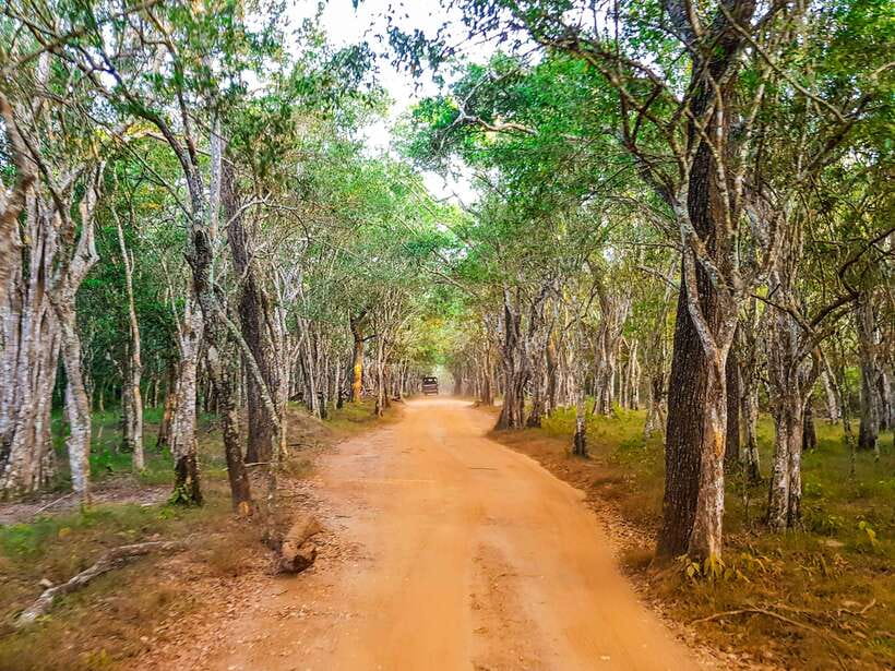 From Hambantota Port: Yala National Park Private Safari - Elephants, monkeys, mongooses, and birdlife