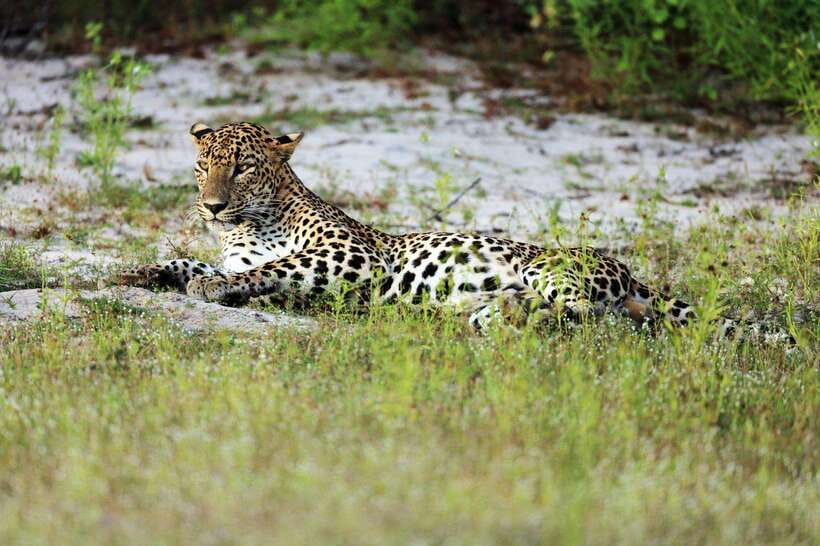 From Hambantota Port: Yala National Park Private Safari - Timing, comfort, and the cruise connection