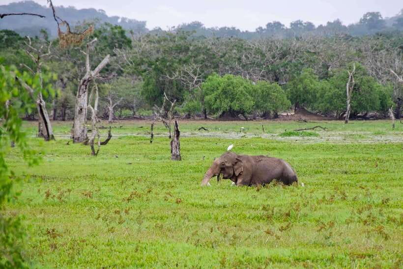 From Hambantota Port: Yala National Park Private Safari - The ride from Hambantota to Yala