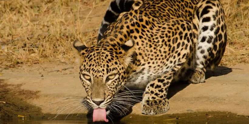 From Hikkaduwa/ Galle/ Mirissa - Yala National Park Safari - Four hours among Yala’s animals