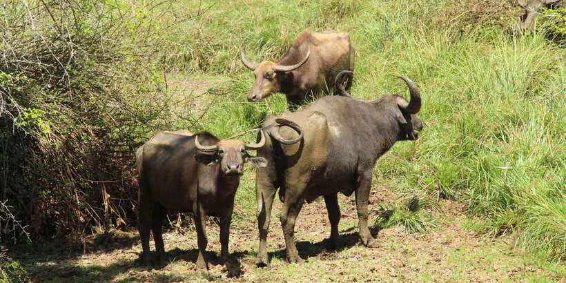 From Hikkaduwa/ Galle/ Mirissa - Yala National Park Safari - Sunrise, sunset, and the rhythm of a safari