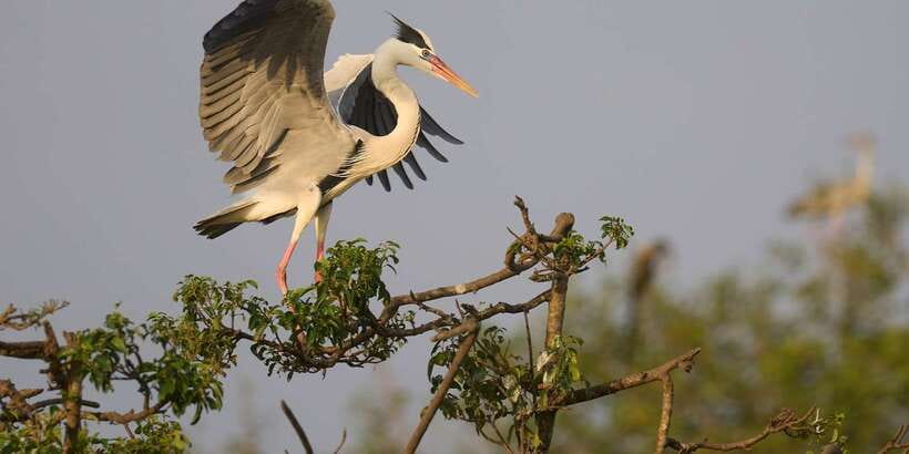 From Hikkaduwa/ Galle/ Mirissa - Yala National Park Safari - Who will enjoy this safari most