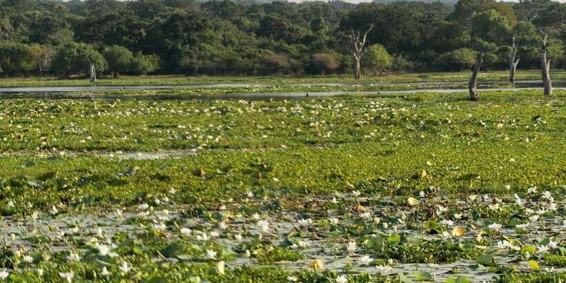 From Hikkaduwa/ Galle/ Mirissa - Yala National Park Safari - Should you book the Yala safari?