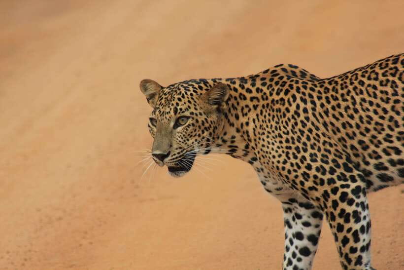 From: Hikkaduwa/ Galle/ Unawatuna/ Talpe - YALA Safari - The dawn run from the south coast