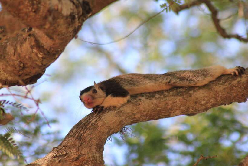 From: Hikkaduwa/ Galle/ Unawatuna/ Talpe - YALA Safari - Safety, licensing, and comfort