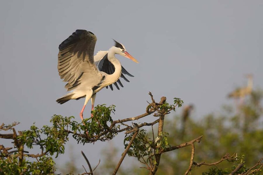 From Hikkaduwa/Mirissa/Galle/Tangalle - Yala Leopard Safari - Elephants, crocodiles, deer, bears, and birds