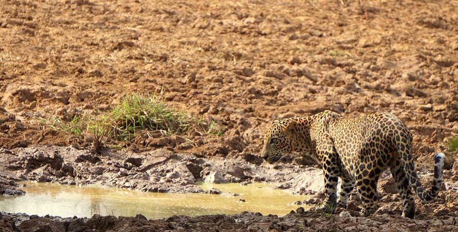 From Hikkaduwa/Mirissa/Galle/Tangalle - Yala Leopard Safari - What the four-hour park visit feels like