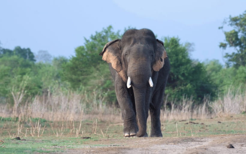 From: Hiriketiya/ Tangalle - Udawalawe Safari - To: Ella - Key points to know before booking