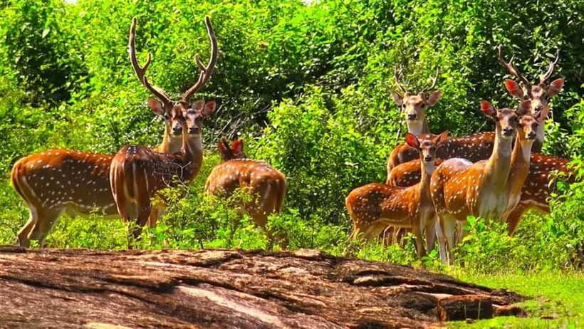 From: Hiriketiya/ Tangalle - Udawalawe Safari - To: Ella - What the $134 price really covers