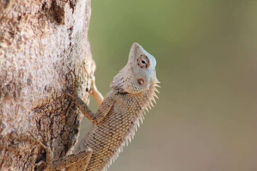 From: Hiriketiya/ Tangalle - YALA Safari Tour - Guides Make a Big Difference