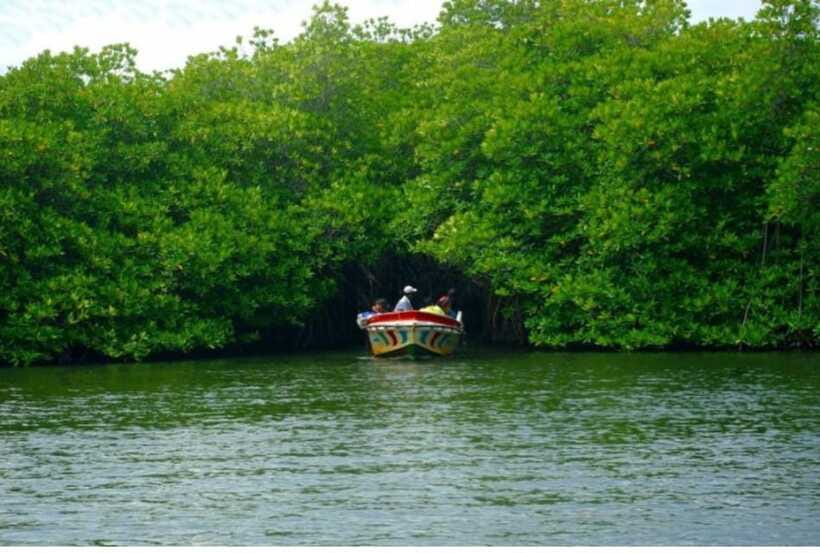 From Kalutara: Exclusive Madu River Safari & Turtle Hatchery - What to expect at the Kosgoda turtle hatchery