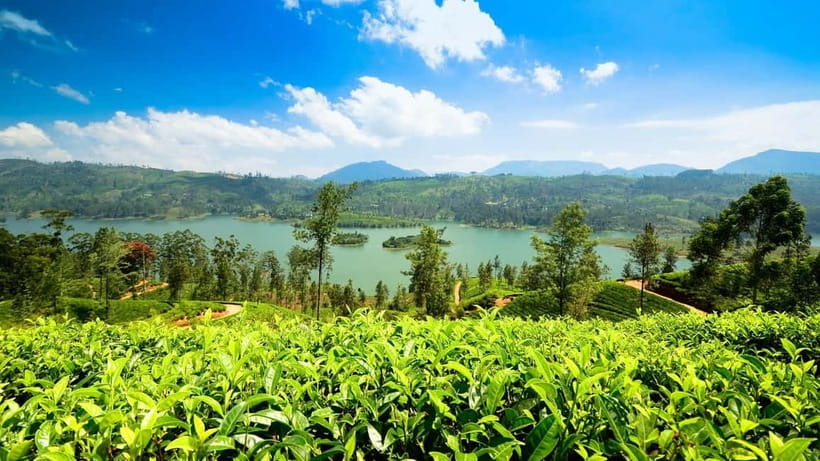 From Kandy: Ella Drop Tour via Nuwara Eliya - The craft and herbal stops