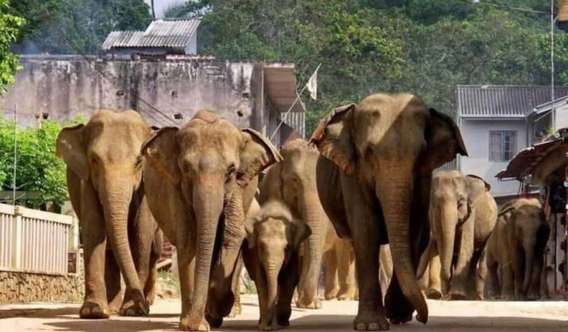 From Kandy: Kandy To Pinnawala Day Tour by Tuk Tuk - An 8:30 AM Pickup From Kandy