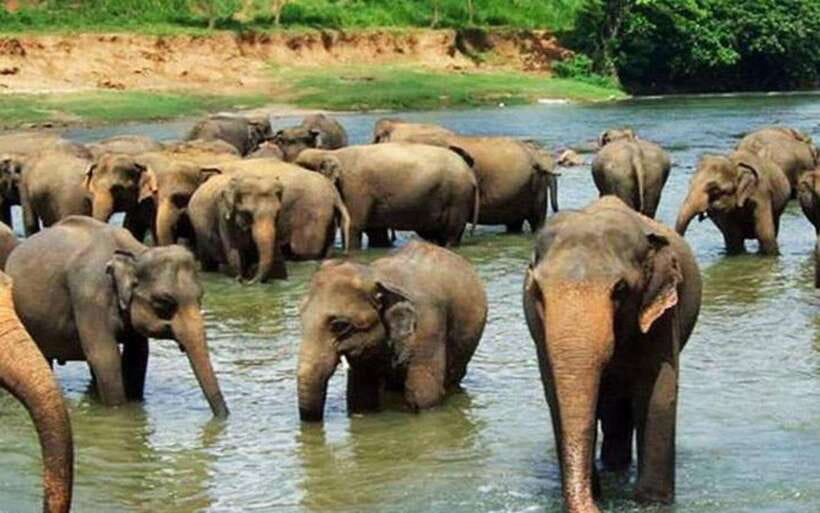 From Kandy: Kandy To Pinnawala Day Tour by Tuk Tuk - Royal Botanic Gardens, Kandy