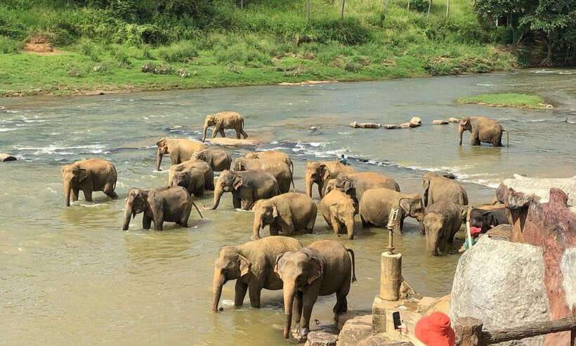 From Kandy: Kandy To Pinnawala Day Tour by Tuk Tuk - The Temple of the Sacred Tooth Relic