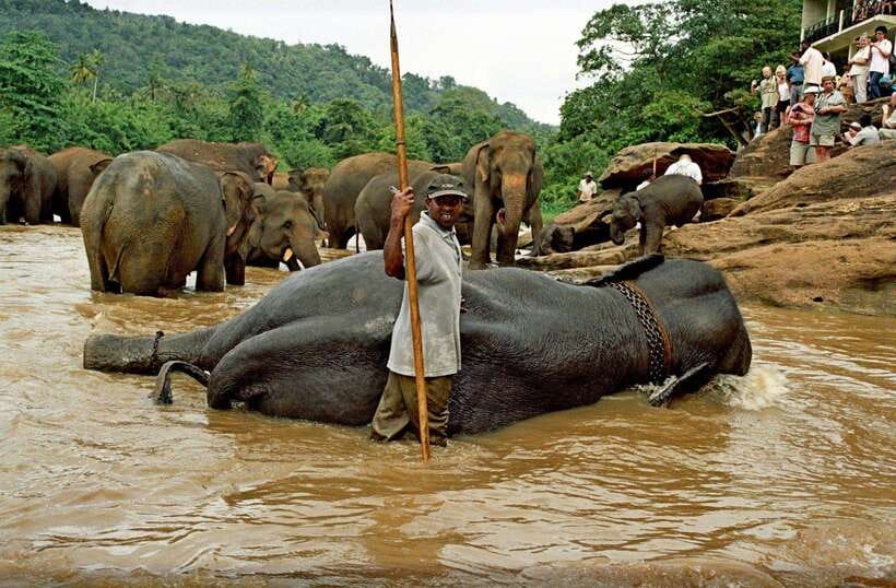 From Kandy: Kandy To Pinnawala Day Tour by Tuk Tuk - Comfort, Timing, and Who Will Enjoy It