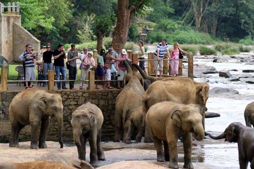 From Kandy: Kandy To Pinnawala Day Tour by Tuk Tuk - Pinnawala and the Elephant Feeding Schedule