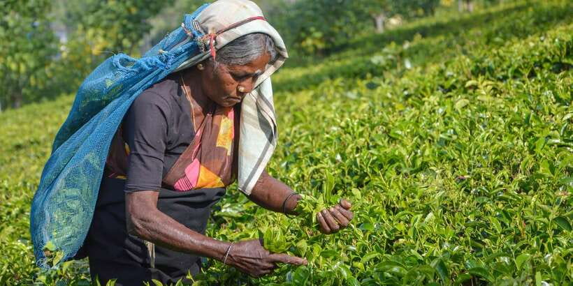 From Kandy: Nuwara Eliya by Train - Key points at a glance