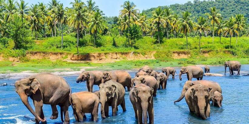 From Kandy: Pinnawala Day Tour - What this Kandy day trip is really trying to do
