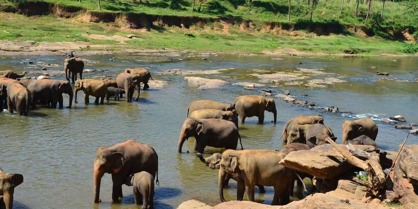 From Kandy: Pinnawala Day Tour - Royal Botanical Garden: a calmer pause near Peradeniya