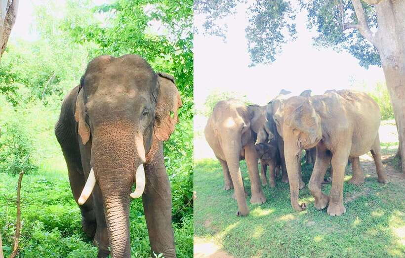 From Kandy: Sigiriya Rock Dambulla & Minneriya Jeep Safari - Herbal and spice garden stop