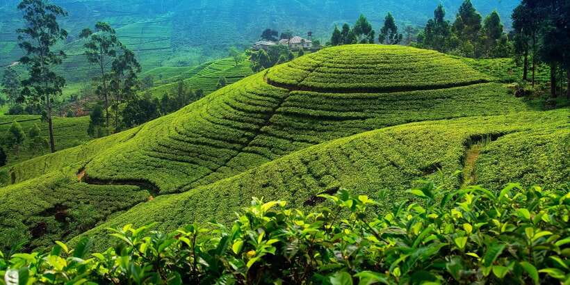 From Kandy To Nuwara Eliya Drop Tour - Private Tour - Wood carving and local craft