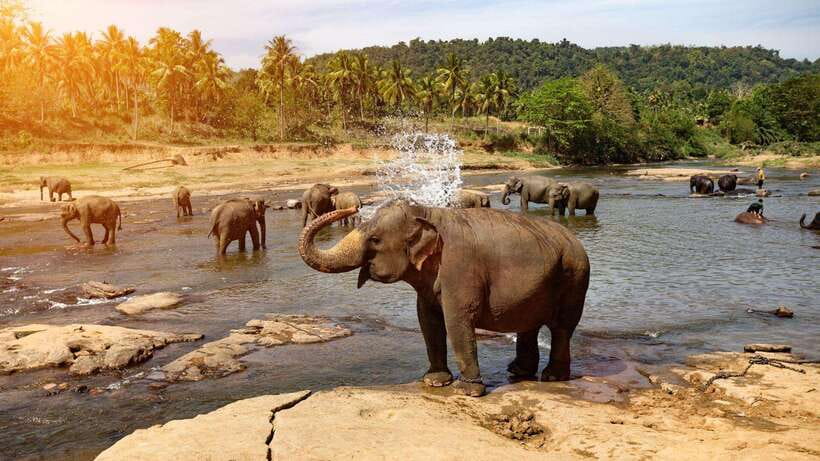 From Kandy To Pinnawala Private Day Tour via Ambuluwawa - Why this Kandy to Pinnawala day works