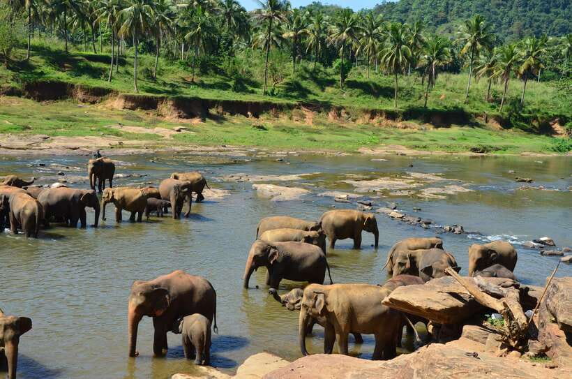 From Kandy To Pinnawala Private Day Tour via Ambuluwawa - Pinnawala and Sri Lanka’s Asian elephants
