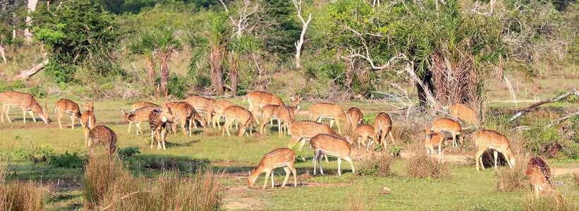From Kandy: Wilpattu National Park Safari with Hotel Pickup - Key points to know before booking