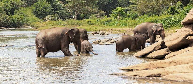 From Kandy: Wilpattu National Park Safari with Hotel Pickup - Understanding the real value of the $98 price