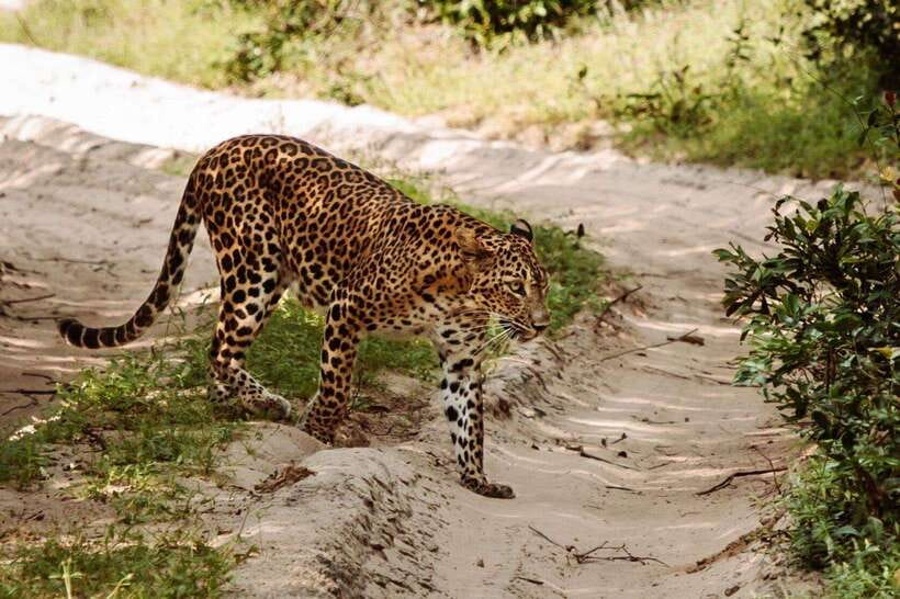 From Kandy: Wilpattu National Park Safari with Hotel Pickup - Who should book this Wilpattu trip?