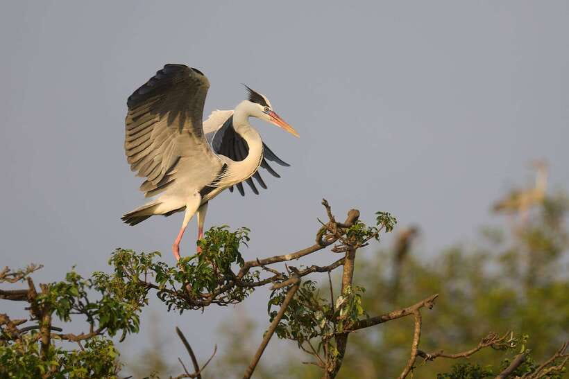 From Mirissa/Galle/Hikkaduwa: Udawalawa National Park Safari - How much does the tour really cost?