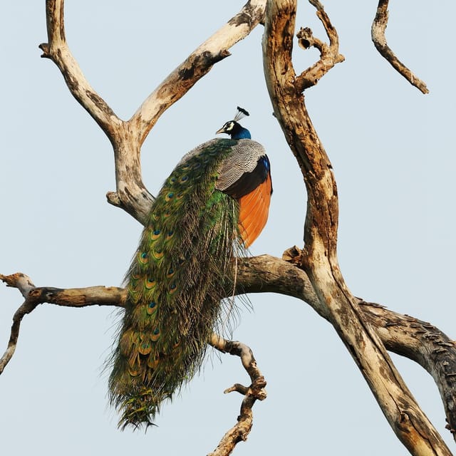 From Mirissa/Galle/Hikkaduwa: Udawalawa National Park Safari - Timing, transfers, and the risk of a very long day
