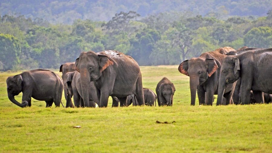 From Mirissa / Galle / Tangalle to Yala Safari & Drop- Ella - What the price really buys you