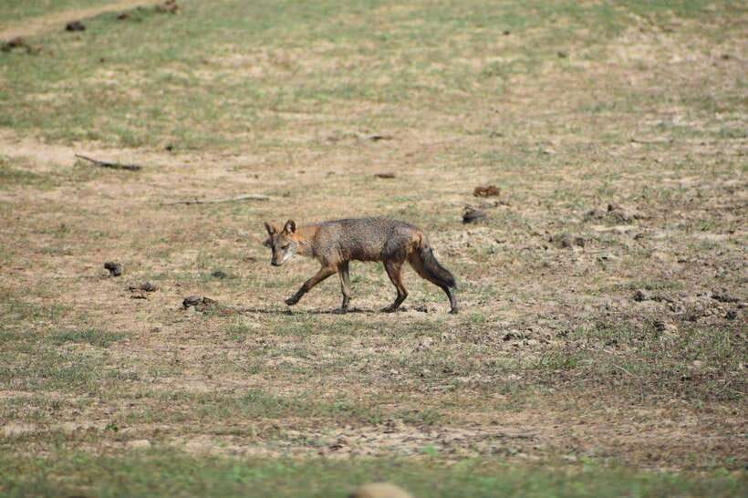From Mirissa/ Weligama : Udawalawe Safari - Day Trip - Who will enjoy this day trip most?