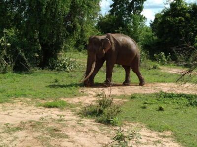 From Mirissa/ Weligama : Udawalawe Safari – Day Trip