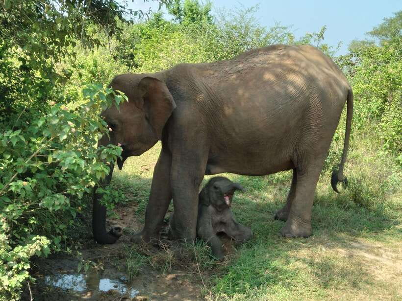 From Mirissa/ Weligama : Udawalawe Safari - Day Trip - Why the private jeep matters