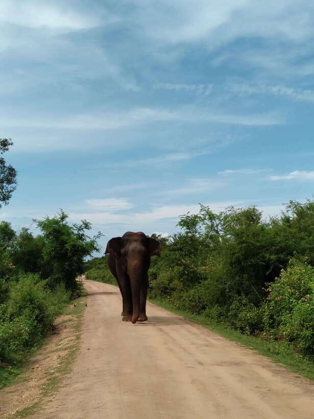From Mirissa/ Weligama : Udawalawe Safari - Day Trip - The guide makes or breaks the day