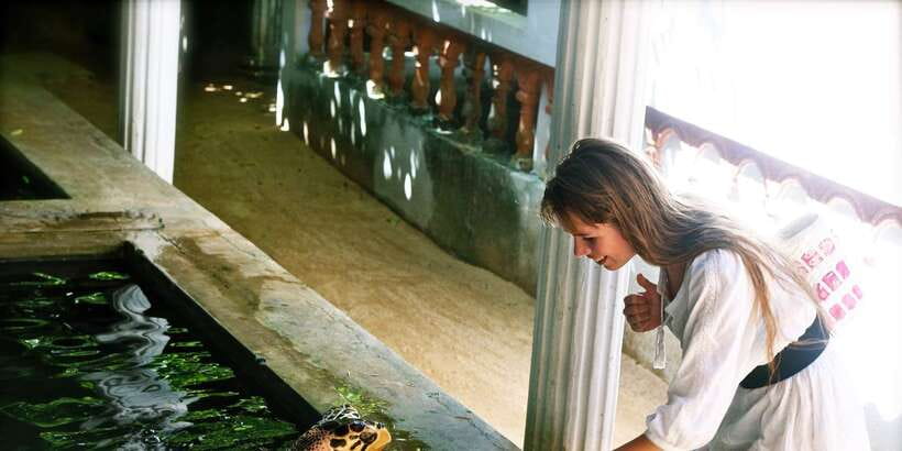 From Negombo: Bentota Full-Day Tour - What the $65 Bentota Day Trip Actually Offers