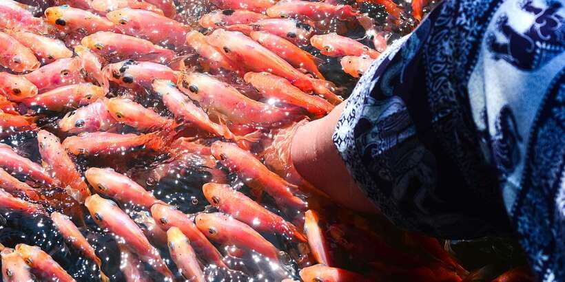 From Negombo: Bentota Full-Day Tour - Madu River Mangrove Safari in Balapitiya