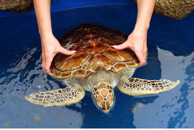 From Negombo: Exclusive Madu River Safari & Turtle Hatchery - Cruising the 915-hectare Madu Ganga wetland