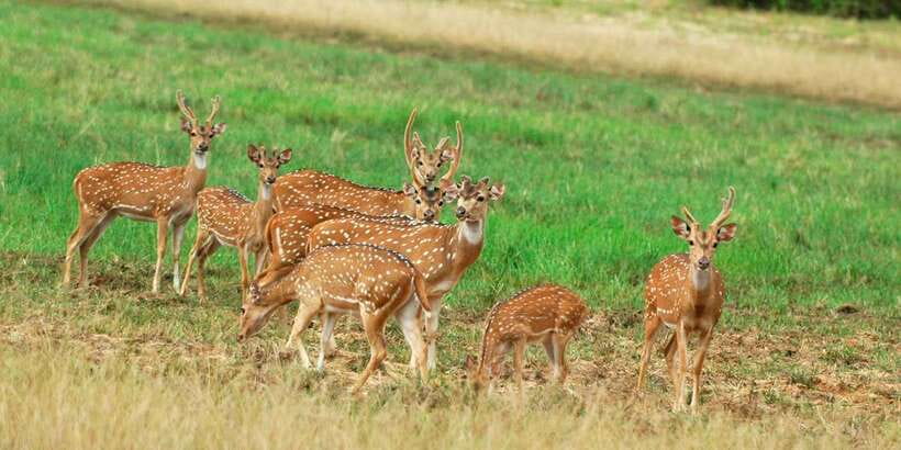 From Negombo: Minneriya National Park Safari Tour - Key points to know before booking