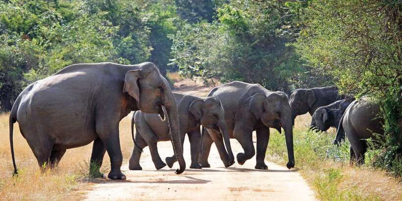 From Negombo: Minneriya National Park Safari Tour - Should you book this Minneriya safari?