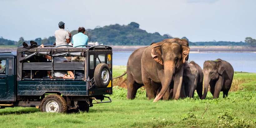 From Negombo: Minneriya National Park Safari Tour - Why Minneriya is worth the long day
